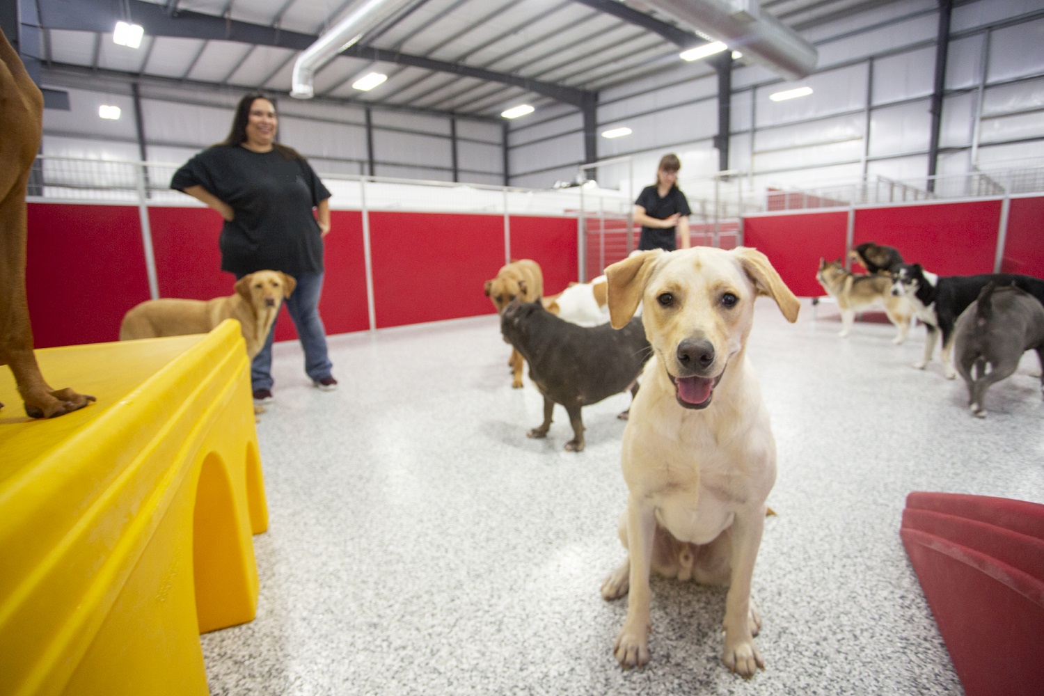 Daycare - Bark Public